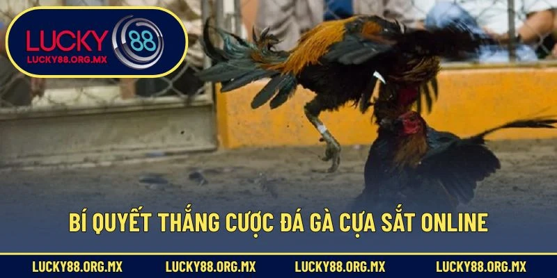 Đá Gà Cựa Sắt – Môn Giải Trí Truyền Thống Đầy Hấp Dẫn Bí quyết thắng cược đá gà cựa sắt online