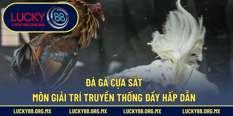 Đá Gà Cựa Sắt – Môn Giải Trí Truyền Thống Đầy Hấp Dẫn Đá Gà Cựa Sắt
