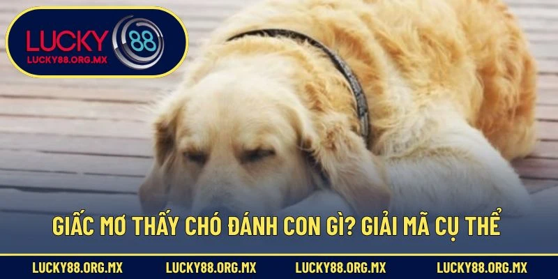 Mơ Thấy Chó Đánh Con Gì? - Giải Mã Điềm Báo Và Con Số Giấc mơ thấy chó đánh con gì? - Giải mã cụ thể