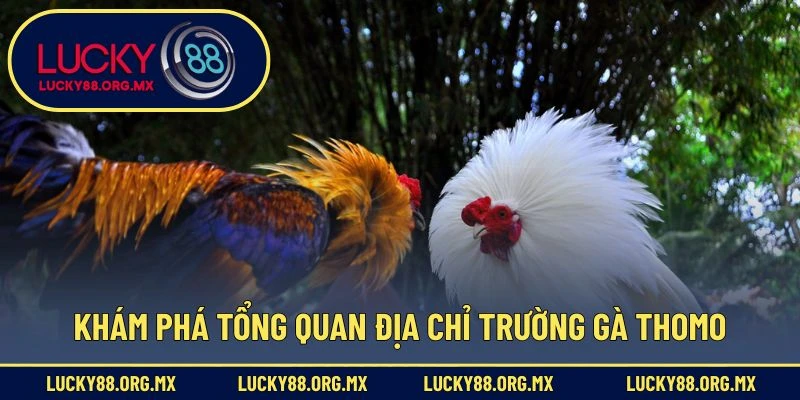 Địa Chỉ Trường Gà Thomo – Thánh Địa Đá Gà Nổi Tiếng Nhất Khám phá tổng quan địa chỉ trường gà Thomo