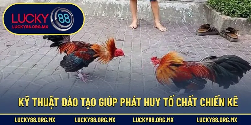Cách Nhận Biết Chiến Kê - Mẹo Xem Tướng Gà Cực Kỳ Chính Xác Kỹ thuật đào tạo giúp phát huy tố chất chiến kê