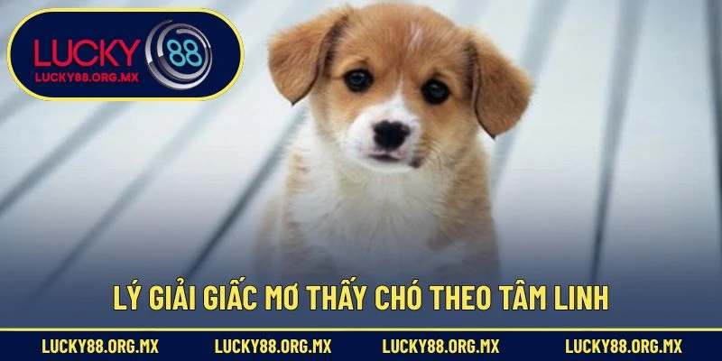 Mơ Thấy Chó Đánh Con Gì? - Giải Mã Điềm Báo Và Con Số Lý giải giấc mơ thấy chó theo tâm linh