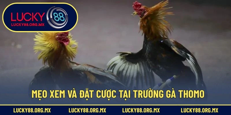 Địa Chỉ Trường Gà Thomo – Thánh Địa Đá Gà Nổi Tiếng Nhất Mẹo xem và đặt cược tại trường gà Thomo