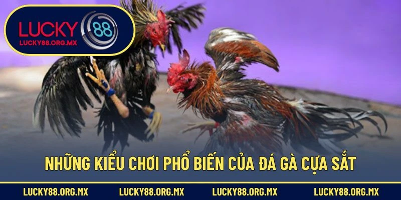 Đá Gà Cựa Sắt – Môn Giải Trí Truyền Thống Đầy Hấp Dẫn Những kiểu chơi phổ biến của đá gà cựa sắt