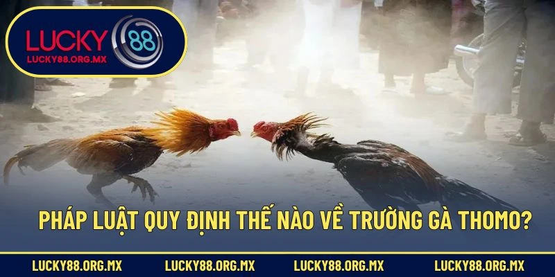 Địa Chỉ Trường Gà Thomo – Thánh Địa Đá Gà Nổi Tiếng Nhất Pháp luật quy định thế nào về trường gà Thomo?
